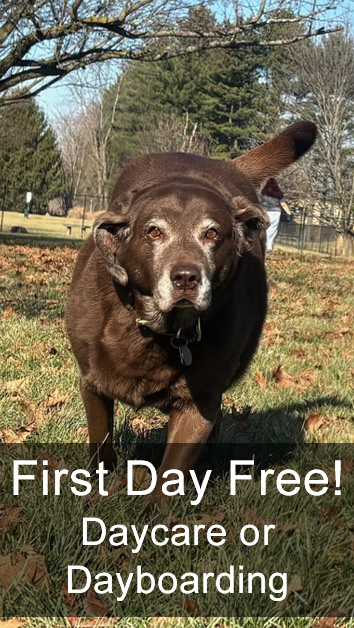 First Day Free! Daycare or Dayboarding