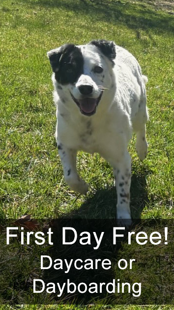 First Day Free! Daycare or Dayboarding