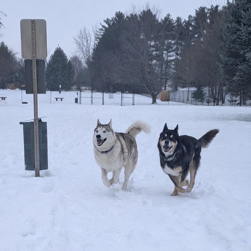 Bark Park Pups of the Month: Polar & Kona