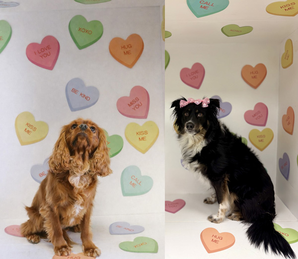 Sweethearts & Sweetpups Photoshoot - February 2026