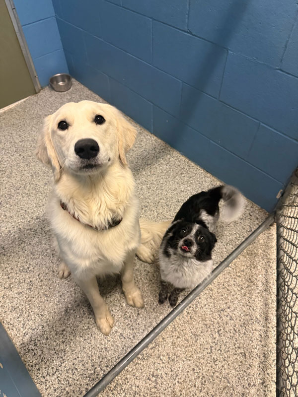 Boarding Pups of the Month: Zeke & Akira