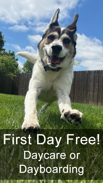 First Day Free for Daycare of Dayboarding!
