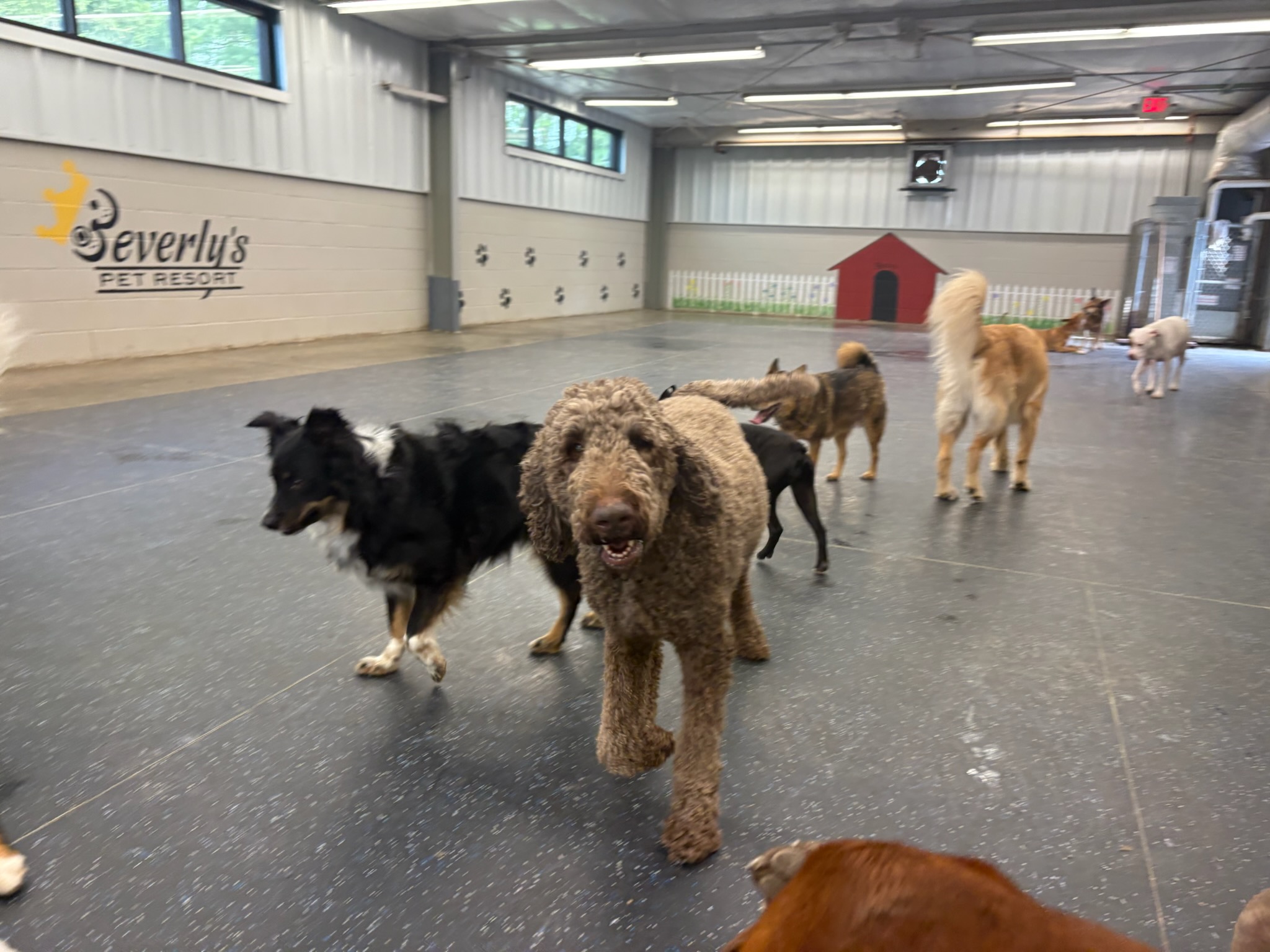 Boarding Pup of the Month: Hershey