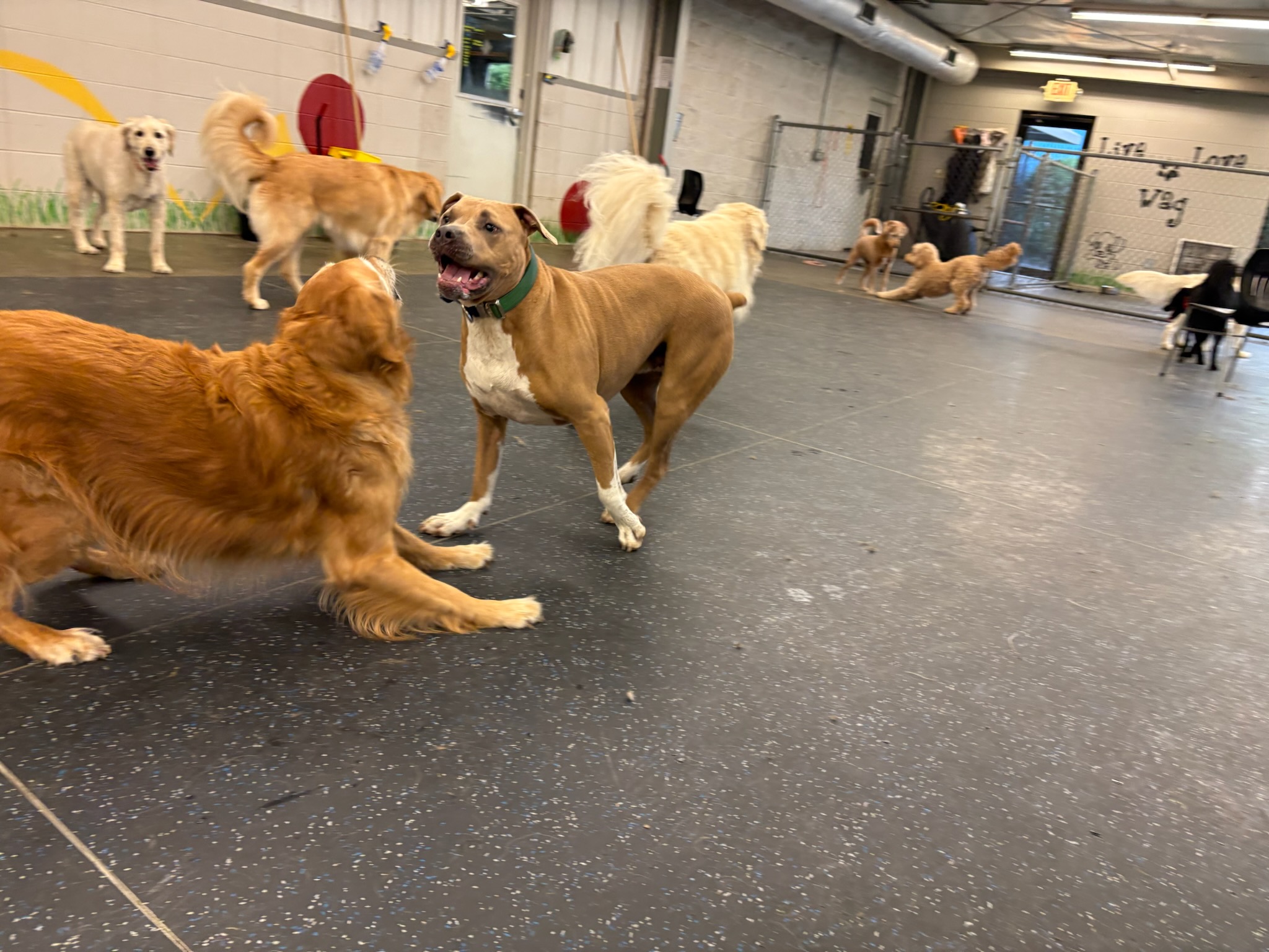 Daycare Pup of the Month: Rook