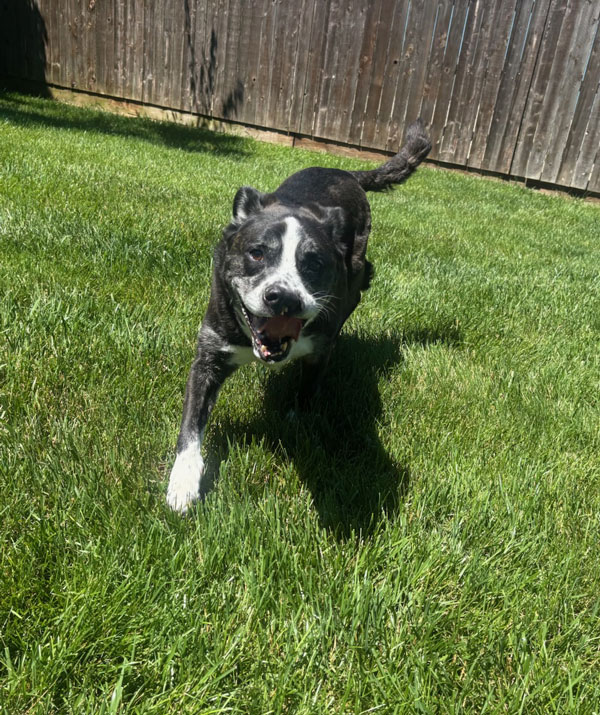 Boarding Pup of the Month: Chip