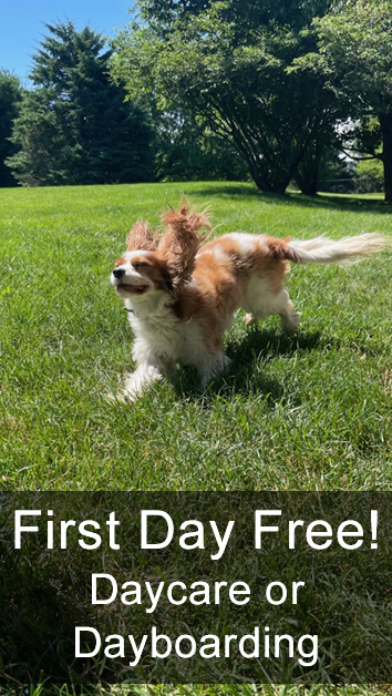 First Day Free! Daycare or Dayboarding