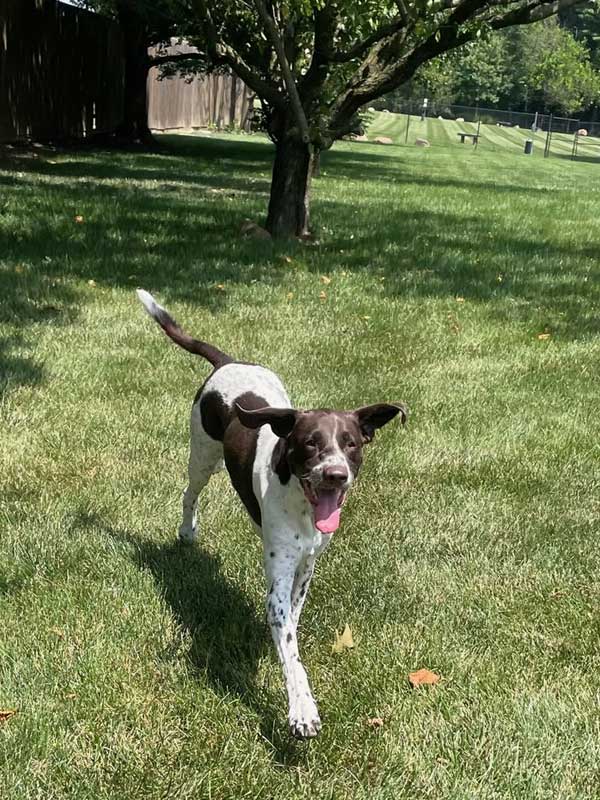Bark Park Pup of the Month: Poppie
