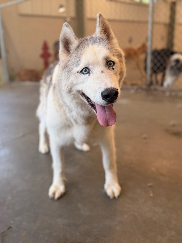 Daycare Pup of the Month: Maya