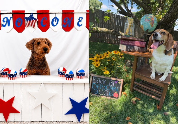 250 Years of Freedom & Back to Daycare Pawtraits