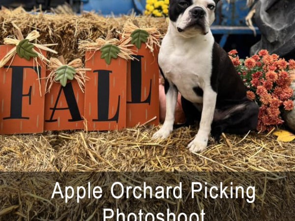 Apple Orchard Picking Photoshoot is September 23; Elevated Bed is Featured Option of the&nbsp;Month